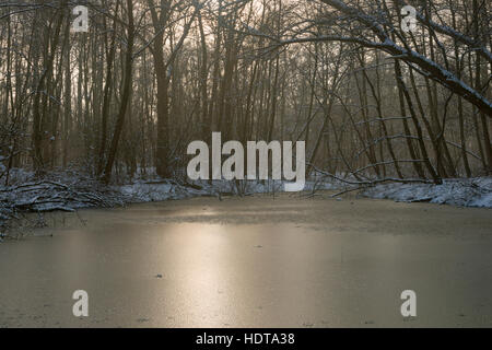 Interramento backwaters di vecchio Reno imbracatura, congelate, circondato da neve coperti di alberi decidui, retroilluminazione morbido umore, l'impressione d'inverno. Foto Stock