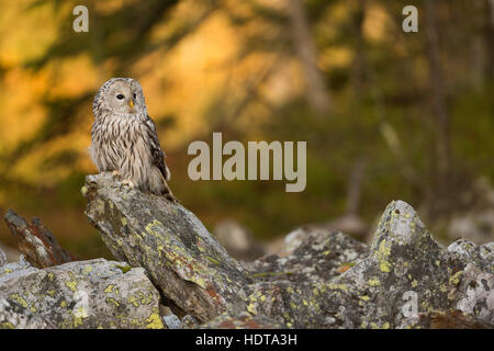 Ural Owl ( Strix uralensis) arroccata su una roccia, la mattina presto, prima la luce del sole splende su autunnale boschi colorati in background. Foto Stock