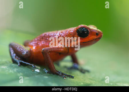 Strawberry poison dart (rana Oophaga pumilio) seduta sulla foglia, Parco Nazionale di Tortuguero, Costa Rica Foto Stock