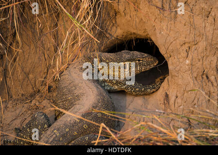 Monitor del Nilo (Varanus niloticus) nella parte anteriore del foro nella termite mound, Chobe National Park, Botswana Foto Stock