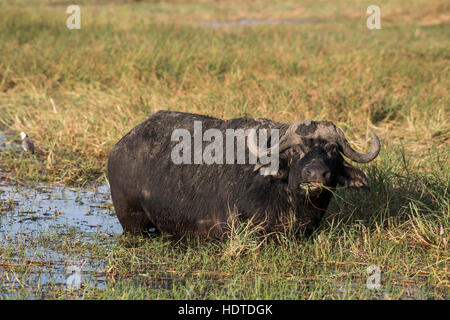 Africano o bufali (Syncerus caffer) in piedi in acqua, alimentazione, fiume Chobe, Chobe National Park, Botswana Foto Stock
