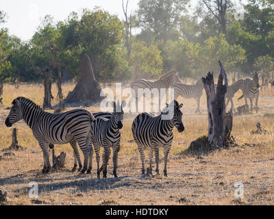 Piccolo allevamento di Burchell's zebre (Equus quagga burchelli) in terreno polveroso, Moremi Game Reserve, Botswana Foto Stock