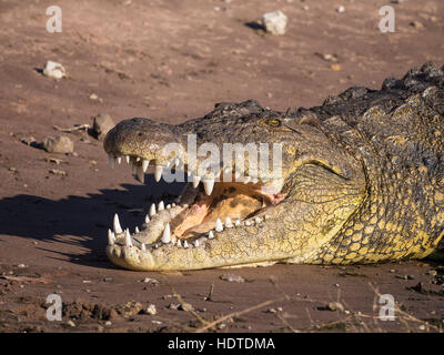 Coccodrillo del Nilo (Crocodylus niloticus) con bocca aperta, ritratto, Moremi National Park, Botswana Foto Stock