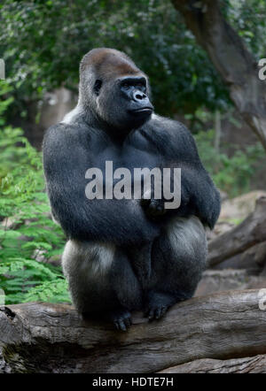 Pianura occidentale (gorilla Gorilla gorilla) Gorilla Silverback, seduto sul tronco di albero, captive Foto Stock