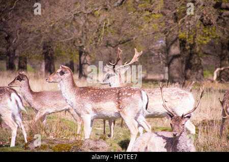 Un gruppo di cervi in Richmond Park, Londra Foto Stock