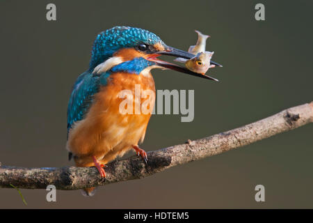 Comune di kingfisher, anche Eurasian o fiume kingfisher (Alcedo atthis) sul ramo con pesce, Riserva della Biosfera dell'Elba centrale Foto Stock