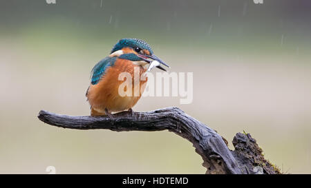 Comune di kingfisher, anche Eurasian o fiume kingfisher (Alcedo atthis) con pesce, pioggia, Riserva della Biosfera dell'Elba centrale Foto Stock