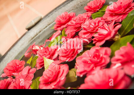 Galleggiante rosso fiori in un lavabo in pietra. Foto Stock