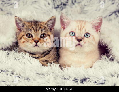 Due simpatici gattini poco che spuntavano da sotto il morbido e caldo coperta soffice Foto Stock