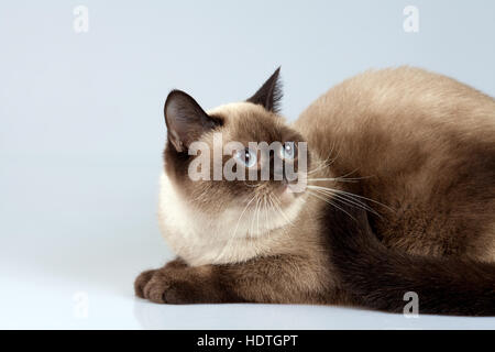 Ritratto in studio di gatto siamese gatto, guarda indietro Foto Stock
