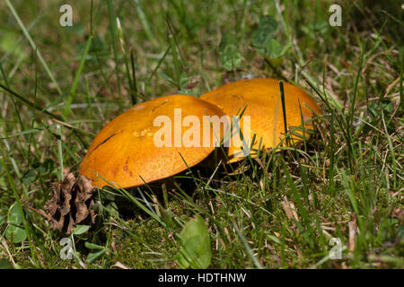 Goldgelber Lärchenröhrling, Gold-Röhrling, Goldgelber Lärchen-Röhrling, Goldröhrling, Lärchenröhrling, Gelber Röhrling, Suillus grevillei Suillus, fla Foto Stock