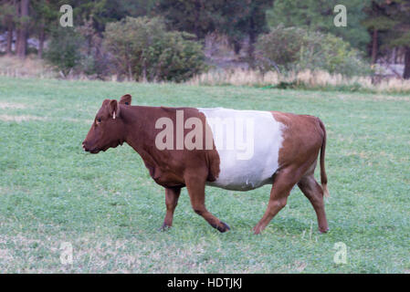 Belted galloway cow nella contea di Yakima, Washington. Foto Stock