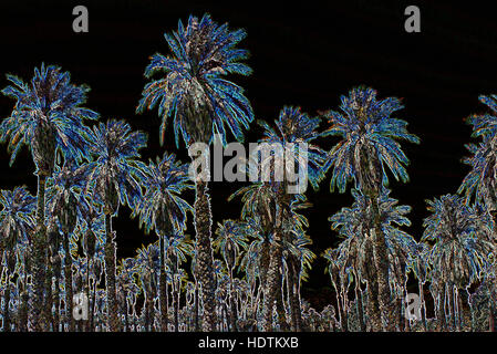 Alberi di palma (Arecaceae o Palmae) - manipolato digitalmente immagine con bordi incandescente, Foresta astratta su sfondo nero Foto Stock
