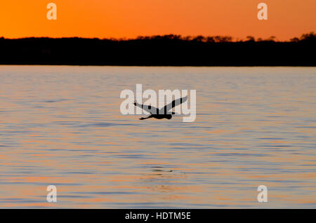 Airone blu, in silhouette, vola basso acqua oltre al tramonto. Foto Stock