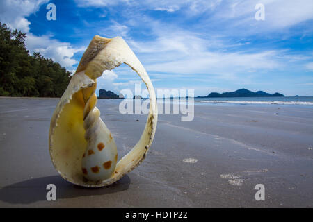 Shell nel parco nazionale di Hat Chao Mai, in Tailandia Foto Stock