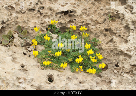 Pianta Flowering lotus creticus close-up, all'aperto orizzontale Foto Stock