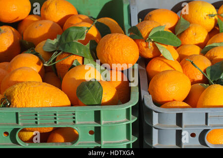 Arance fresche nelle caselle vicino sul mercato. sfondo orizzontale Foto Stock