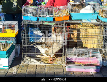 Selvaggina di penna le creature per la vendita in un mercato settimanale nelle zone rurali della Francia. Foto Stock