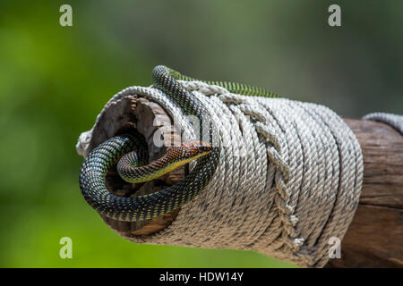 Golden flying snake in Koh Adang national park, Tailandia ; specie Chrysopelea ornata famiglia di Clubridae Foto Stock