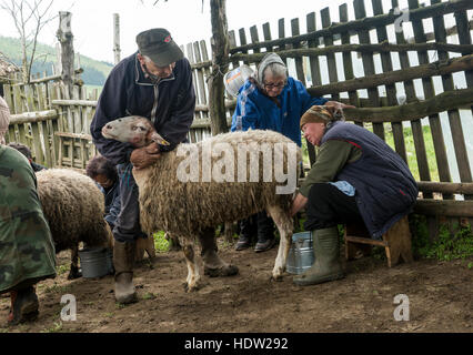 Brezovica, Serbia - 12 Maggio 2016: la mungitura di ovini in Brezovica sulla casa di montagna Foto Stock