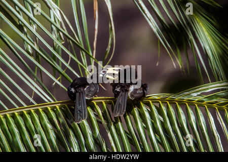 Oriental pied hornbill in Koh Adang national park, Tailandia ; specie Anthracoceros albirostris famiglia di Bucerotidae