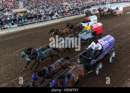 Gara Chuckwagon, Lakeview Calgary Stampede evento; Calgary, Alberta, Canada Foto Stock