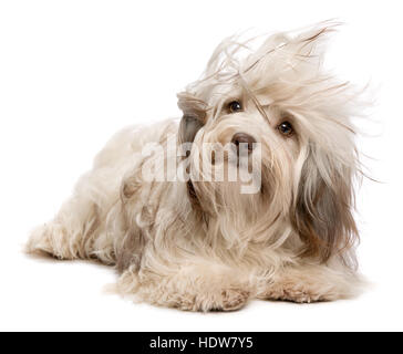 Carino color cioccolato havanese cucciolo di cane che giace nel vento Foto Stock