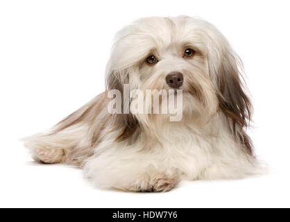 Carino giacente color cioccolato havanese cucciolo di cane è rivolta alla telecamera Foto Stock