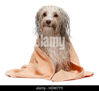 Wet color cioccolato cane havanese dopo il bagno con un asciugamano di pesche Foto Stock