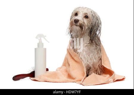 Wet color cioccolato cane havanese dopo il bagno con un asciugamano di pesche Foto Stock