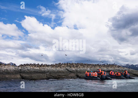 Escursione turistica di visualizzare i pinguini di Magellano (Spheniscus magellanicus) su Tucker isolette in Ainsworth Bay in Patagonia Cilena; Cile Foto Stock