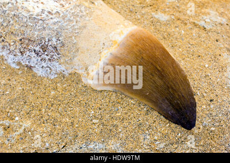 Mosasaur dente fossile nella roccia Foto Stock