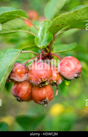 Crab Apple frutta, England, Regno Unito Foto Stock