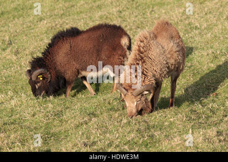 Due coppia Soay arieti, pascolo affiancate sul isola di Hirta, St Kilda arcipelago, Scozia. Foto Stock