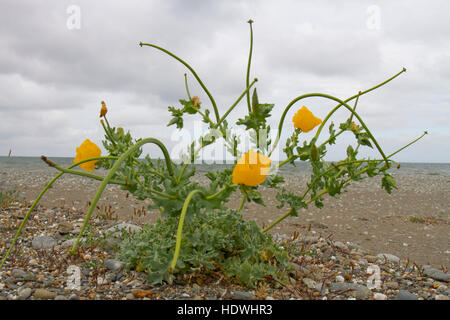 Giallo-cornuto papavero (Glaucium flavum) fioritura su una spiaggia di ciottoli. Gwynedd, Galles. Giugno. Foto Stock