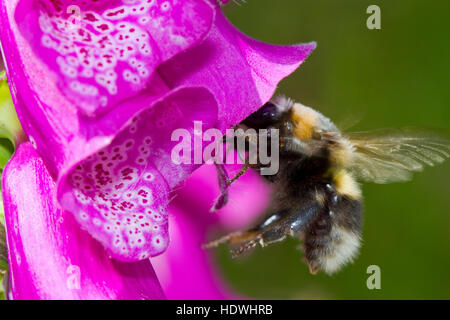 Giardino bumblebee (Bombus hortorum) adulto lavoratore alimentazione su un Foxglove (Digitalis purpurea) fiore. Powys, Galles. Giugno. Foto Stock