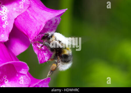 Giardino bumblebee (Bombus hortorum) adulto lavoratore alimentazione su un Foxglove (Digitalis purpurea) fiore. Powys, Galles. Giugno. Foto Stock