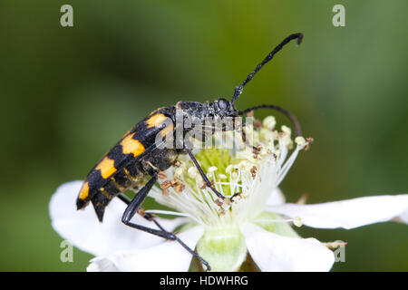 Longhorn beetle (Leptura quadrifasciata) adulto alimentazione su un rovo fiore. Ceredigion, Galles. Giugno. Foto Stock
