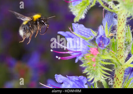 White-tailed bumblebee (Bombus sp.) adulto lavoratore in volo, alimentazione sulla Viper di Bugloss (Echium vulgare), fiori. Foto Stock