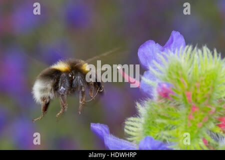 White-tailed bumblebee (Bombus sp.) adulto lavoratore in volo su alimentazione Viper dell Bugloss (Echium vulgare), fiori. Foto Stock