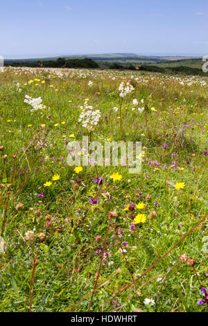 Vista su Lullington Heath NNR verso il mare. South Downs, East Sussex, Inghilterra. Giugno. Foto Stock