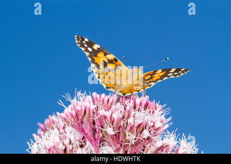 Dipinto di Lady butterfly (Vanessa cardui) Alimentazione adulto sulla canapa-agrimony (Eupatorium cannabinum) fiori. Powys, Galles. Agosto. Foto Stock