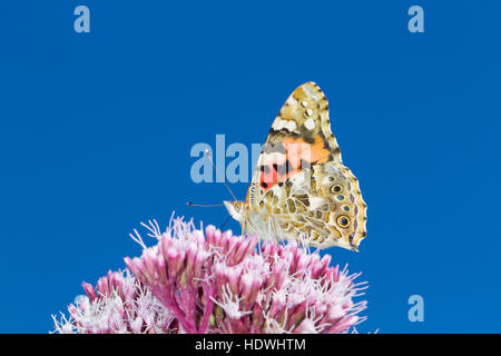 Dipinto di Lady butterfly (Vanessa cardui) Alimentazione adulto sulla canapa-agrimony (Eupatorium cannabinum) fiori. Powys, Galles. Agosto. Foto Stock