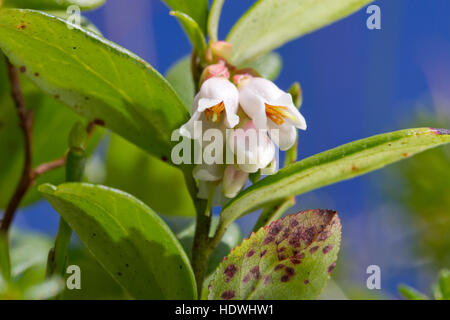 Cowberry (Vaccinium vitis-idaea) pianta con i fiori. Powys, Galles. Agosto. Foto Stock