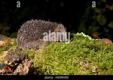 Unione riccio (Erinaceus europaeus) Selvatica adulto nel bosco. Powys, Galles. Ottobre. Foto Stock