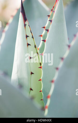 Agave Parryi pianta Foto Stock