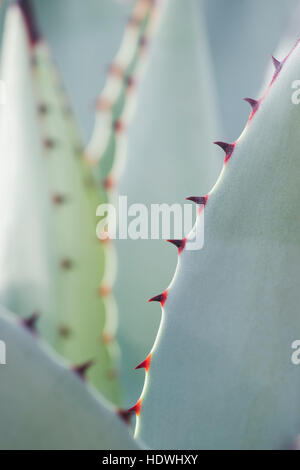 Agave Parryi pianta Foto Stock