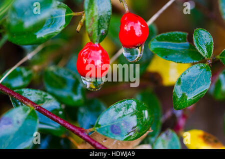 Bellissima bacca rossa con waterdrop sospeso verso il basso da esso Foto Stock