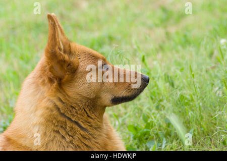 Ritratto all'aperto (vista laterale) della cute di razza cane in erba a molla Foto Stock