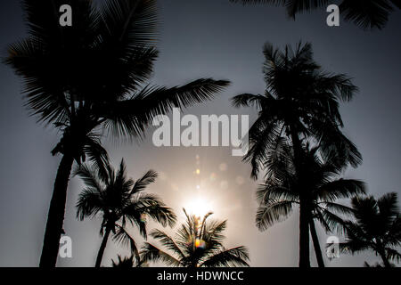 Coconut Palm tree sul cielo blu in Salalah Oman Foto Stock